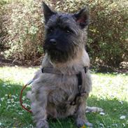 Cairn terrier Balder