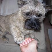 Cairn terrier Balder