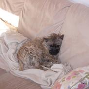 Cairn terrier Balder