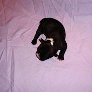 Fransk bulldog Gizmo