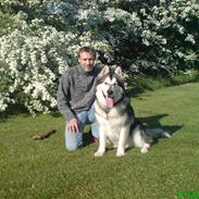 Alaskan malamute Chinook