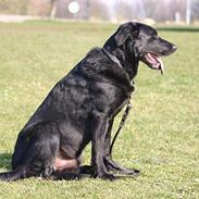 Blanding af racer Carlo