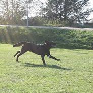 Blanding af racer Carlo