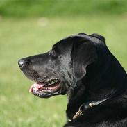 Blanding af racer Carlo