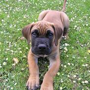 Boerboel Samson aflivet 3.3 2008