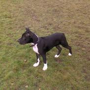 Amerikansk staffordshire terrier Kenzo