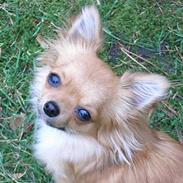 Chihuahua Toffi R.I.P.