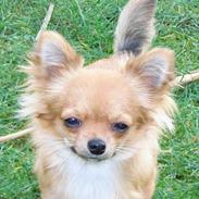 Chihuahua Toffi R.I.P.