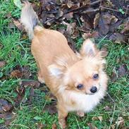 Chihuahua Toffi R.I.P.