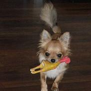 Chihuahua Toffi R.I.P.