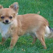 Chihuahua Toffi R.I.P.