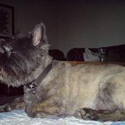 Cairn terrier Zimba