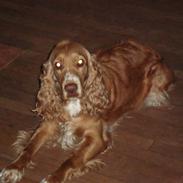 Cocker spaniel Molly