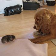 Cocker spaniel Molly