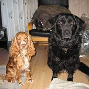 Cocker spaniel Molly