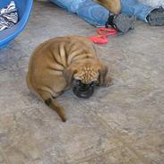 Boerboel Samson aflivet 3.3 2008
