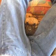 Boerboel Samson aflivet 3.3 2008