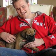 Boerboel Samson aflivet 3.3 2008