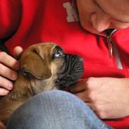 Boerboel Samson aflivet 3.3 2008