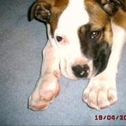 Amerikansk bulldog Chilli