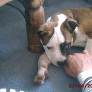 Amerikansk bulldog Chilli