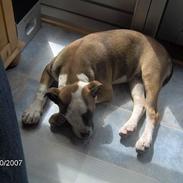 Amerikansk bulldog Chilli