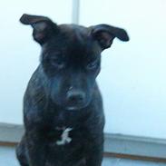 Amerikansk staffordshire terrier Rubin