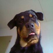 Rottweiler Cæsar