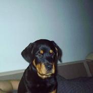 Rottweiler Cæsar