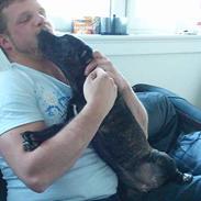 Amerikansk staffordshire terrier Rubin