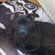 Amerikansk staffordshire terrier Rubin