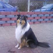 Collie langhåret rico