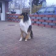 Collie langhåret rico