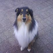 Collie langhåret rico