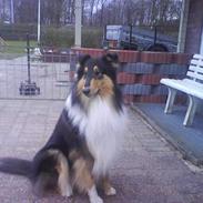 Collie langhåret rico