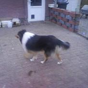 Collie langhåret rico