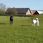 Jack russell terrier Lucky