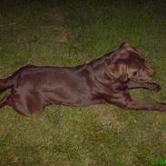 Labrador retriever Chicco *død*