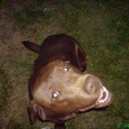Labrador retriever Chicco *død*