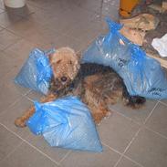Airedale terrier Walter