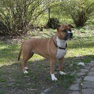 Amerikansk staffordshire terrier Tovdal Crystal Rainbow