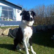 Border collie Tess