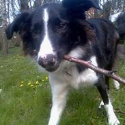 Border collie Tess