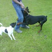 Dobermann vikki