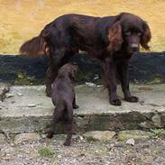 Langhåret hønsehund Freja