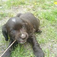 Engelsk springer spaniel Rex