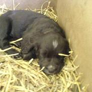 Engelsk springer spaniel Rex