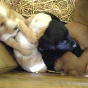 Engelsk springer spaniel Rex