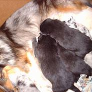 Shetland sheepdog Tulle (Har født 8 hvalpe)