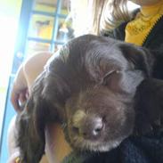 Engelsk springer spaniel Rex